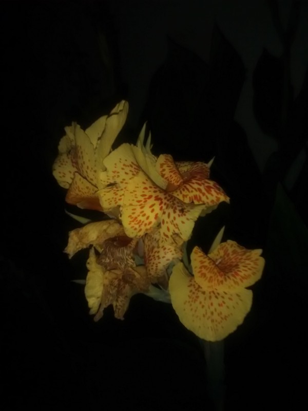 Foto en condiciones de baja luz